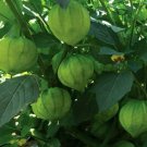 Tomatillo Seeds 100 Tomatillo Verde Vegetables Salsa Spice Fresh Seeds Fast Shipping