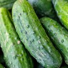 Spacemaster Bush Cucumber Seeds 50 Vegetable Pickling Fresh Seeds Fast Shipping