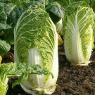Chinese Michihili Cabbage Seeds 300 Asian Vegetable Greens Fresh Seeds Fast Shipping