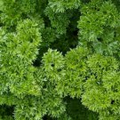 Parsley Seeds 500 Moss Cur Herb Spice Fresh Seeds Fast Shipping