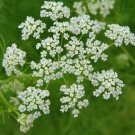 Caraway Seeds 300 Herb For Growing European Spice Fresh Seeds Fast Shipping