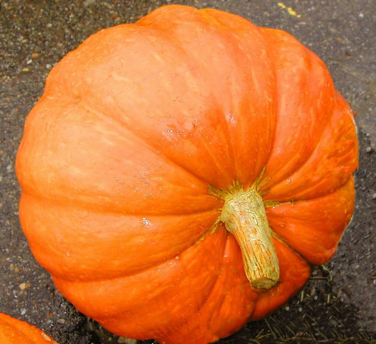 Big Max Pumpkin Seeds 10 Vegetable Avg Weight 50-100 Lbs Fresh Seeds Fast Shipping