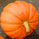 Big Max Pumpkin Seeds 10 Vegetable Avg Weight 50-100 Lbs Fresh Seeds Fast Shipping
