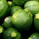 Round Zucchini Seeds 15 Squash Vegetables Fresh Seeds Fast Shipping