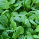 Tatsoi Mustard Seeds 500 Asian Microgreens Salads Fresh Seeds Fast Shipping