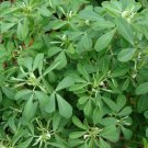 Fenugreek Seeds 50 For Growing Herb India Spice Fresh Seeds Fast Shipping