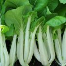 Pak Choi Seeds 300 Bok Choy Asian Vegetables Microgreens Fresh Seeds Fast Shipping