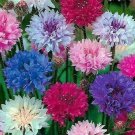 Dwarf Mix Cornflower Seeds 200 Bachelor Button Flower Wildflower Fresh Seeds Fast Shipping