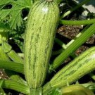 Caserta Zucchini Seeds 20 Squash Vegetables Fresh Seeds Fast Shipping