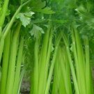 Tall Utah Celery Seeds 1000 Vegetable Salad Soup Fresh Seeds Fast Shipping
