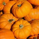 Pumpkin Seeds 20 Jack Be Little Vegetable Fresh Seeds Fast Shipping