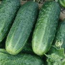 Carolina Cucumber Seeds 50 Vegetables Pickling Fresh Seeds Fast Shipping