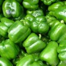 California Wonder Bell Pepper Seeds 100 Sweet Pepper Fresh Seeds Fast Shipping