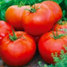 Ace 55 Tomato Seeds 100 Vegetables Sauce Fresh Seeds Fast Shipping