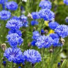 Dwarf Blue Cornflower Seeds 200 Bachelor Button Wildflower Fresh Seeds Fast Shipping