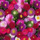 Aster Powder Puff Mix Seeds 300 Mixed Colors Pink Purple Fresh Seeds Fast Shipping