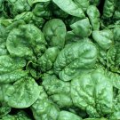 Spinach Seeds Giant Noble 100 Vegetable Leafy Greens Salad Fresh Seeds Fast Shipping