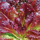 Red Romaine Lettuce Seeds 500 Leafy Greens Salad Fresh Seeds Fast Shipping