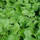 Seven Top Turnip Seeds 1000 Vegetable Salad Greens Fresh Seeds Fast Shipping