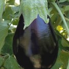 Black Beauty Eggplant Seeds 100 Vegetable Fresh Seeds Fast Shipping