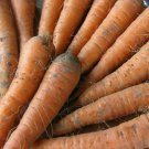 Carrot Seeds 1000 Danvers 126 Vegetable Soups Fresh Seeds Fast Shipping