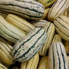 Delicata Squash Seeds 15 Winter Squash Vegetables Fresh Seeds Fast Shipping