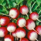 Radish Seeds 200 Sparkler Survival Quick Harvest Vegetable Fresh Seeds Fast Shipping