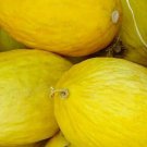 Crenshaw Melon Seeds 50 Cantaloupe Summer Vine Fruit Fresh Seeds Fast Shipping