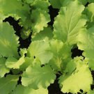 Tokyo Bekana Mustard Seeds 300 Asian Micro-Greens Fresh Seeds Fast Shipping