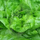 Lettuce Seeds 500 All Year Round Butterhead Green Salad Fresh Seeds Fast Shipping