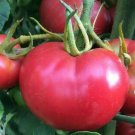 Bradley Tomato Seeds 100 Vegetables Sauce Fresh Seeds Fast Shipping