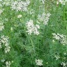 Cumin Seeds 200 Common Cumin Herb Asian Spice Fresh Seeds Fast Shipping