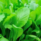 Mustard Seeds 500 Tendergreen Greens Leafy Salads Fresh Seeds Fast Shipping