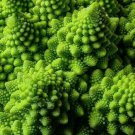 Romanesco Broccoli Seeds 300 Exotic Italia Vegetables Fresh Seeds Fast Shipping