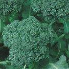 Broccoli Seeds 500 Green Sprouting Calabrese Vegetables Fresh Seeds Fast Shipping