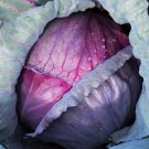 Red Acre Cabbage Seeds 300 Grow Vegetable Fresh Seeds Fast Shipping