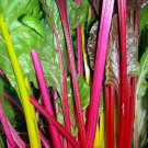 Rainbow Swiss Chard Seeds 100 Heat Tolerant Vegetable Fresh Seeds Fast Shipping