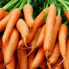 Little Finger Baby Carrot Seeds 1000 Vegetable Fresh Seeds Fast Shipping