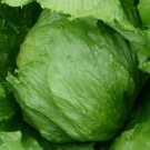 Iceberg Lettuce Seeds 500 Head Lettuce Vegetable Salad Fresh Seeds Fast Shipping