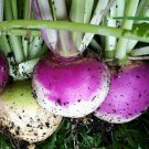 Purple Top Turnip Seeds 1000 Vegetable Soup Stew Fresh Seeds Fast Shipping