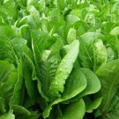 Parris Island Cos Romaine Lettuce Seeds 500 Heat Tolerant Veggies Fresh Seeds Fast Shipping