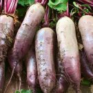 Beet Seeds 100 Cylindra Survival Sweet Vegetables Fresh Seeds Fast Shipping