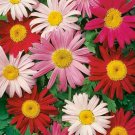 Painted Daisy Flower Seeds 200 Bees Butterfly Fresh Seeds Fast Shipping