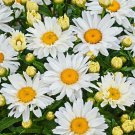 Shasta Daisy Flower Seeds 300 Bees Butterfly Fresh Seeds Fast Shipping
