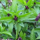 Cinnamon Basil Seeds 300 Mexican Herb Spices Fresh Seeds Fast Shipping