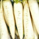 Radish Seeds 200 White Icicle Vegetables Fresh Seeds Fast Shipping