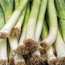 Leek Seeds 250 American Flag Allium Soups Fresh Seeds Fast Shipping