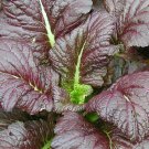 Mustard Seeds 500 Giant Red Heat Tolerant Greens Fresh Seeds Fast Shipping