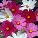 Cosmos Flower Seeds 100 Sensation Mix White Red Purple Fresh Seeds Fast Shipping