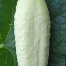 White Wonder Cucumber Seeds 50 Vegetables Pickle Fresh Seeds Fast Shipping